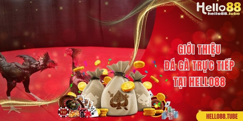 Đá Gà Trực Tiếp Sàn Đấu Của Những Chiến Kê Mạnh Mẽ 1 Khám phá sảnh cược đá gà trực tiếp hấp dẫn số 1 tại Hello88