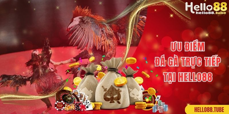 Đá Gà Trực Tiếp Sàn Đấu Của Những Chiến Kê Mạnh Mẽ 2 Ưu điểm giúp đá gà trực tiếp tại Hello88 nổi tiếng, thu hút