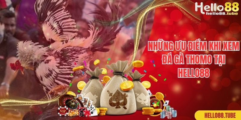 Đá Gà Thomo - Sảnh Cược Hấp Dẫn Nhất Của Nhà Cái Hello88 2 Những ưu điểm khi xem đá gà Thomo tại Hello88